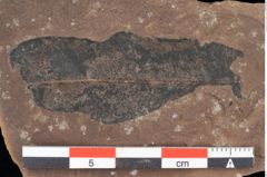 Foto (Detailsansicht) von Quercus palaeoilex Ettingshausen (NHMW-GEO-2024-0188-0757)